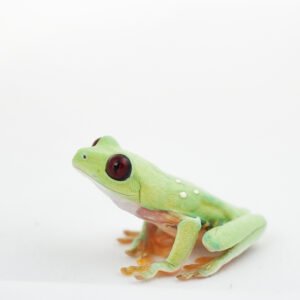 Rana de Ojos Rojos - Agalychnis callidryas