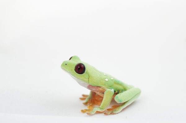 Rana de Ojos Rojos - Agalychnis callidryas