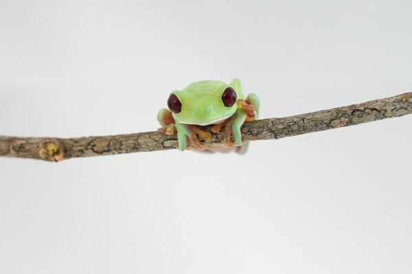 Rana de Ojos Rojos - Agalychnis callidryas - Image 3
