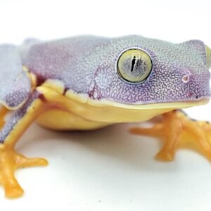 Rana de Sylvia - Cruziohyla Sylviae