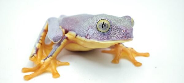 Rana de Sylvia - Cruziohyla Sylviae