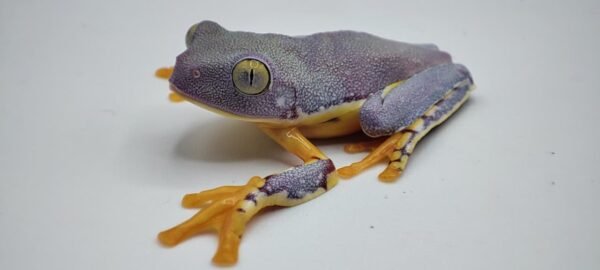 Rana de Sylvia - Cruziohyla Sylviae - Image 3