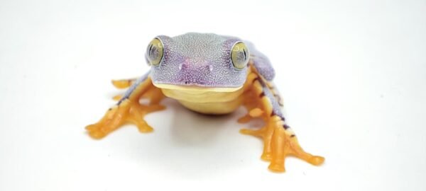 Rana de Sylvia - Cruziohyla Sylviae - Image 2