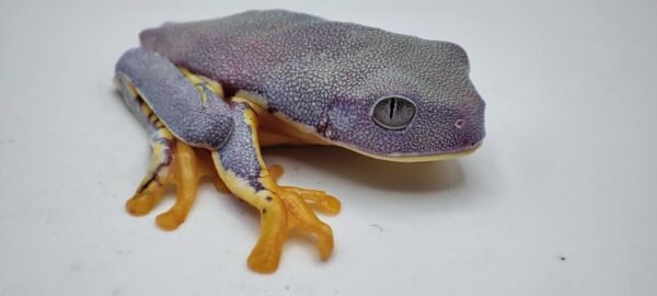 Rana de Sylvia - Cruziohyla Sylviae - Image 5