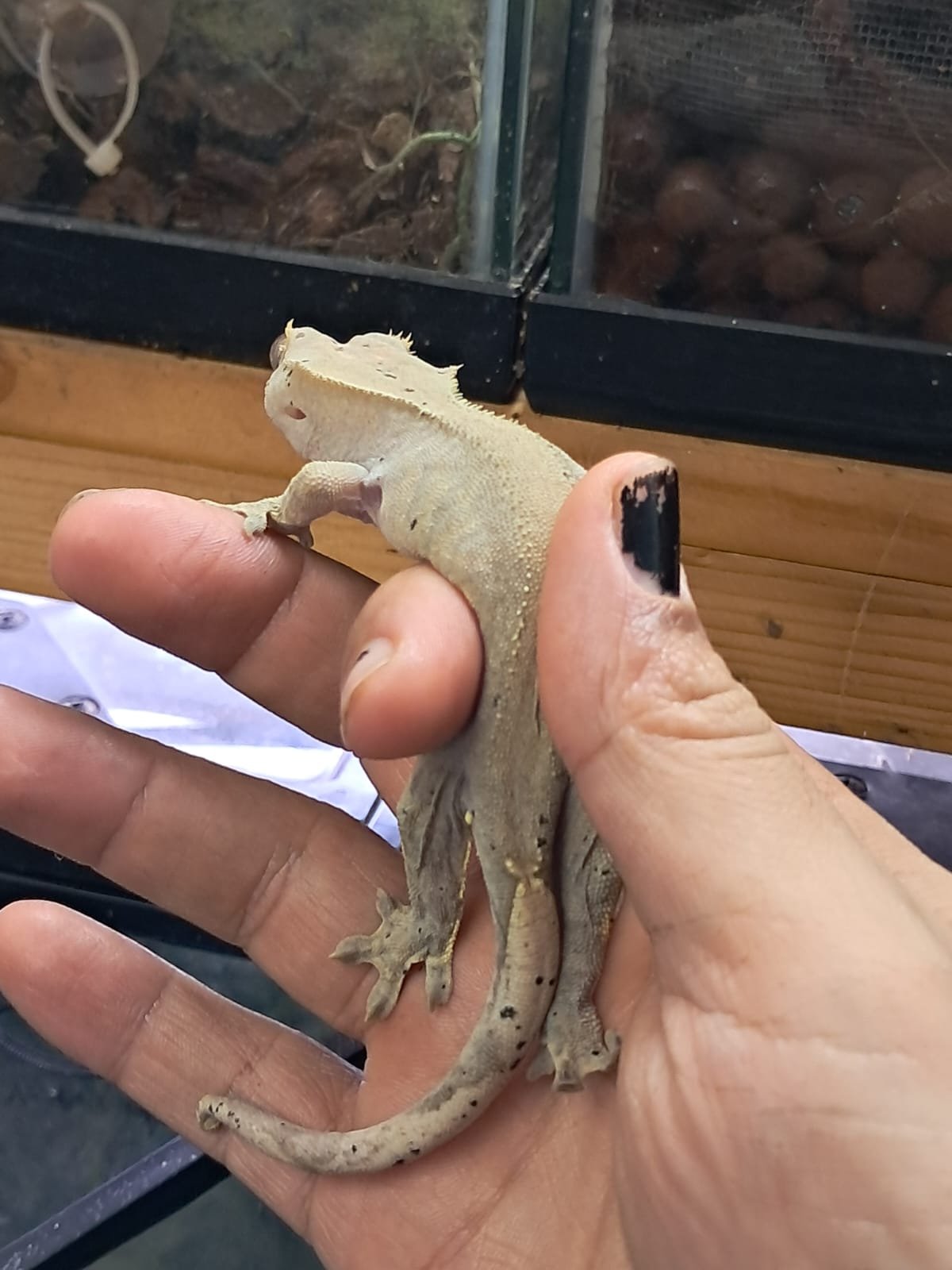 Gecko Crestado - Image 4