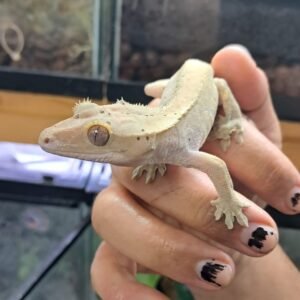 Gecko Crestado