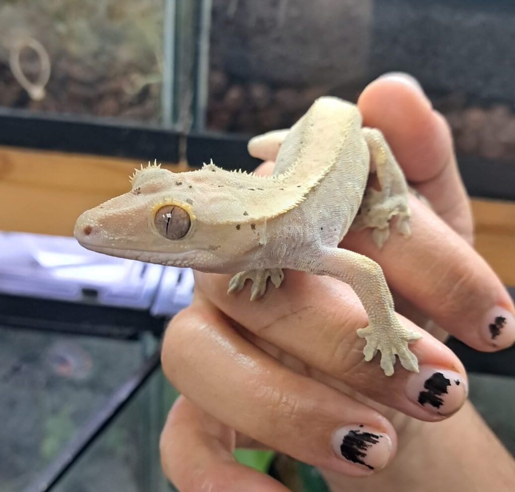 Gecko Crestado