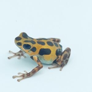 Rana Dardo de Fresa 'Bastimentos' - Oophaga pumulio