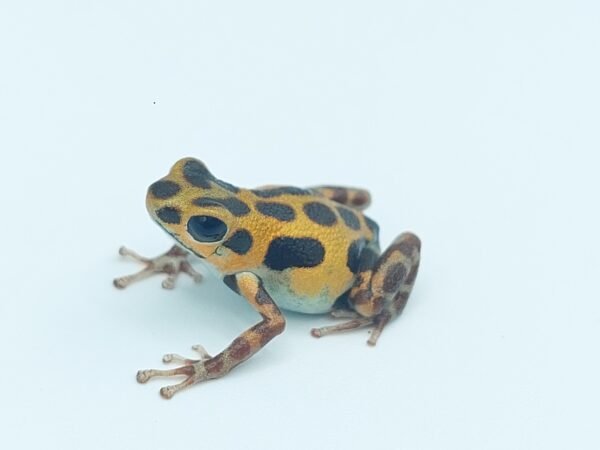 Rana Dardo de Fresa 'Bastimentos' - Oophaga pumulio