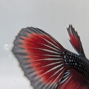 Bettas Fotos Individuales