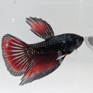 Betta splendens 1