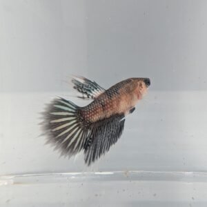 Betta splendens 3