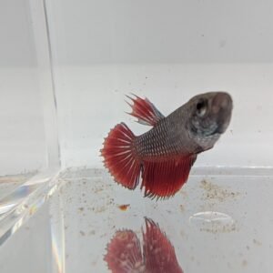Betta splendens 5