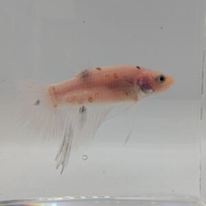 Betta splendens 6