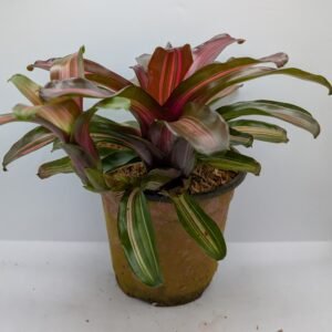 Bromelia Neoregelia 'Fireball'