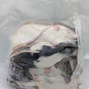 Packs de 5 Ratas Congeladas