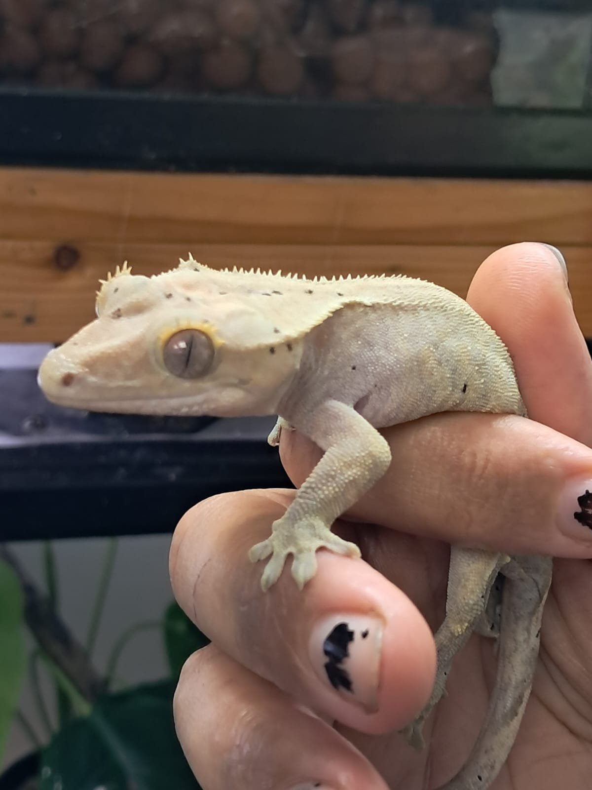 Gecko Crestado - Image 6