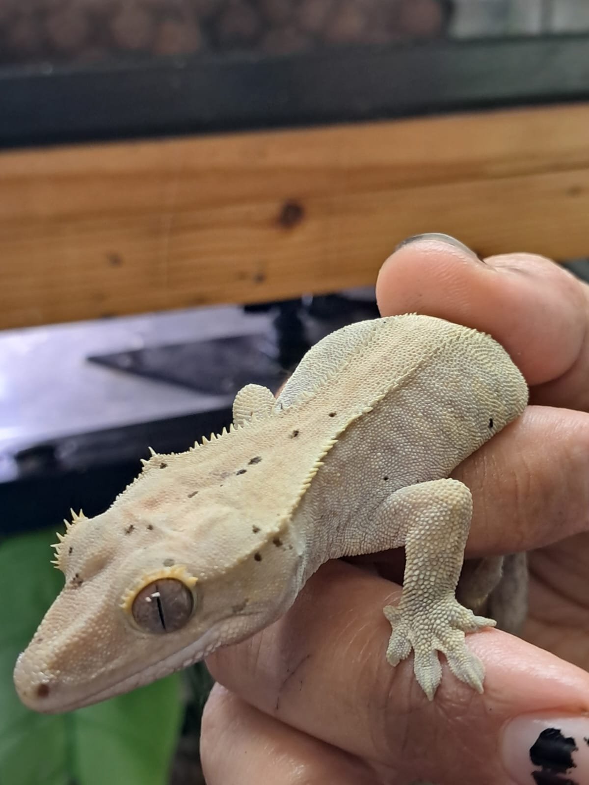 Gecko Crestado - Image 3