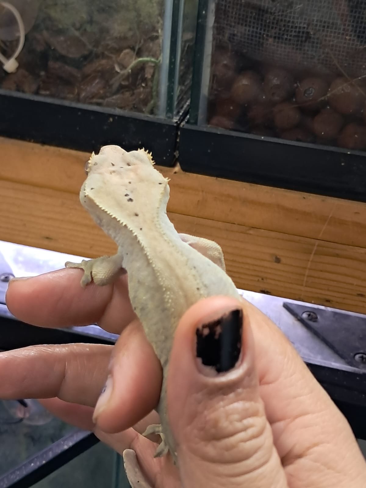 Gecko Crestado - Image 5