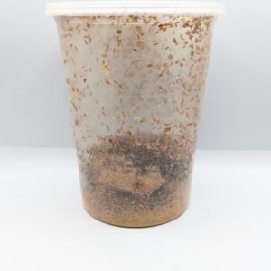 Moscas de la Fruta sin alas