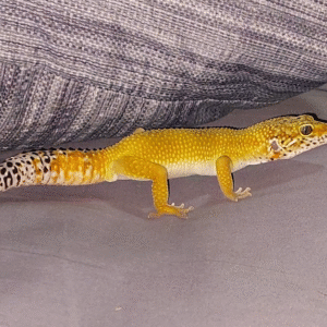 Geckos leopardo