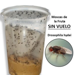 Moscas de la Fruta - (SIN VUELO)/ Hydei