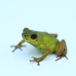 Rana Dardo de Fresa 'Golden Island' - Oophaga pumilio