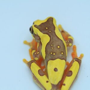 Rana Reloj de Arena - Dendropsophus ebraccatus