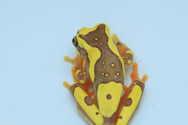 Rana Reloj de Arena - Dendropsophus ebraccatus