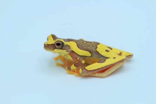 Rana Reloj de Arena - Dendropsophus ebraccatus - Image 2