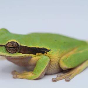 Rana Enmascarada - Smilisca phaeota