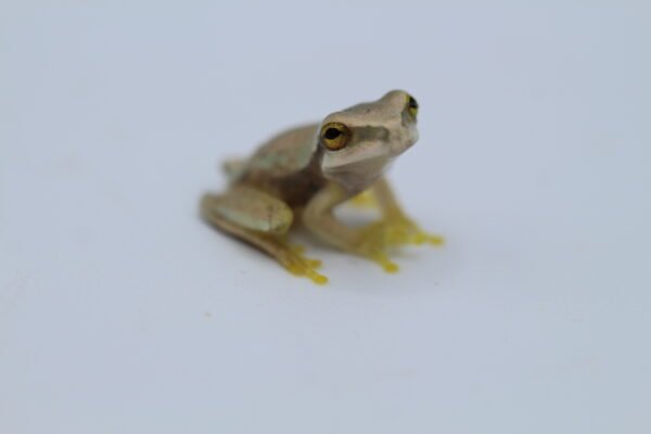 Rana Enmascarada - Smilisca phaeota - Image 2