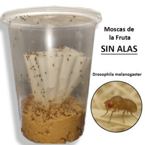 Moscas de la Fruta - (SIN ALAS)/Melanogaster