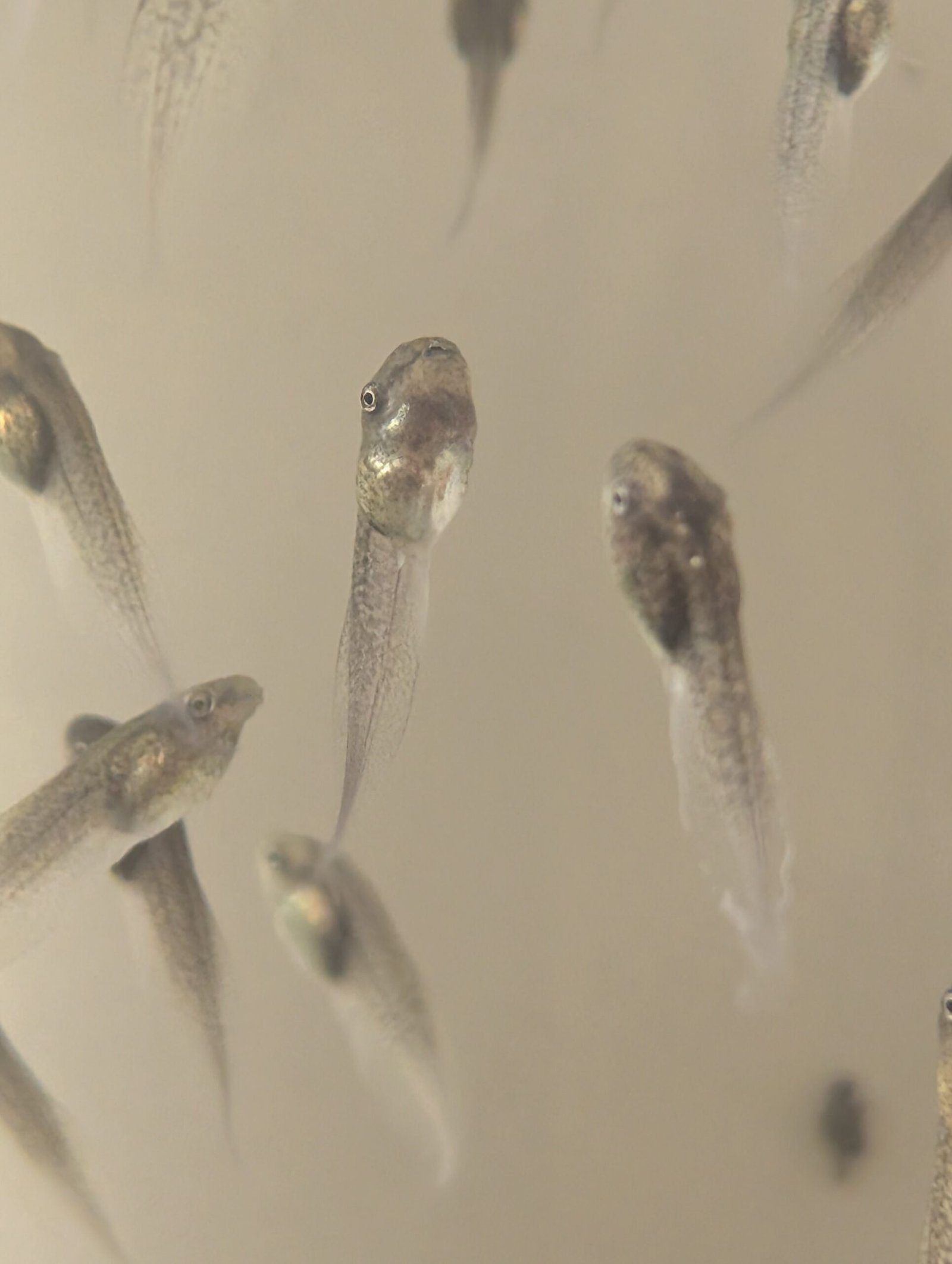 Renacuajos de Rana de Ojos Rojos (Agalychnis callidryas) - Image 2