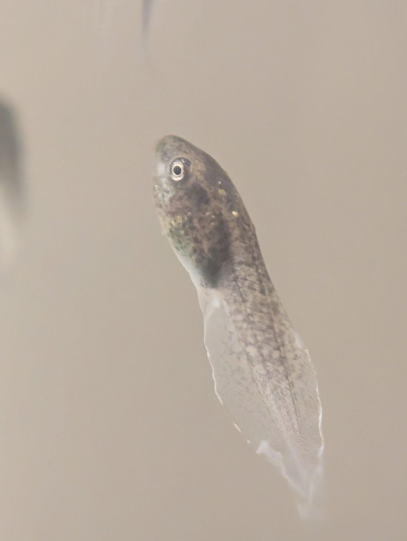 Renacuajos de Rana de Ojos Rojos (Agalychnis callidryas)