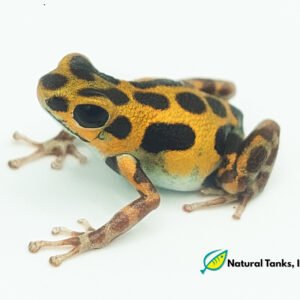 Rana Dardo de Fresa 'Bastimentos' - Oophaga pumulio