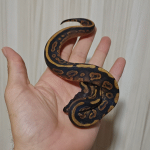 Cypress Black Pastel het Albino