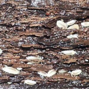 Isópodo blanco enano - Trichorhina tomentosa (10)