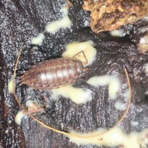 Isopodo chocolate variable - Ischioscia variegata (10)