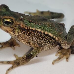 Sapo Verde Trepador (bebes)