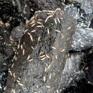 Colémbolos - Collembola sp.