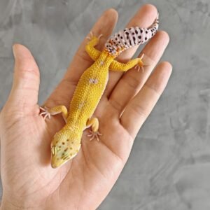 Gecko Leopardo Super Hypo