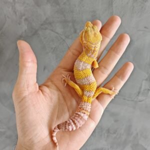 Gecko Leopardo Tangerine Albino