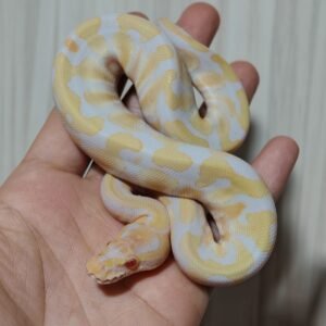 Cypress Albino