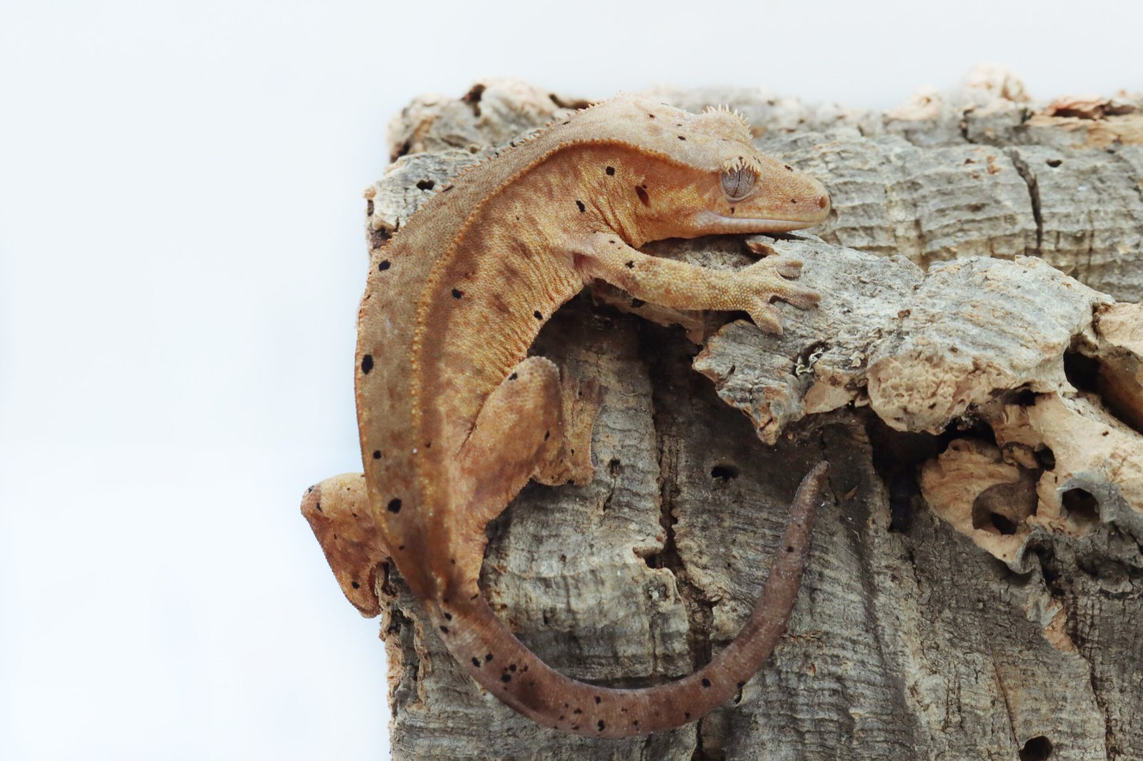 Gecko Crestado - Image 2