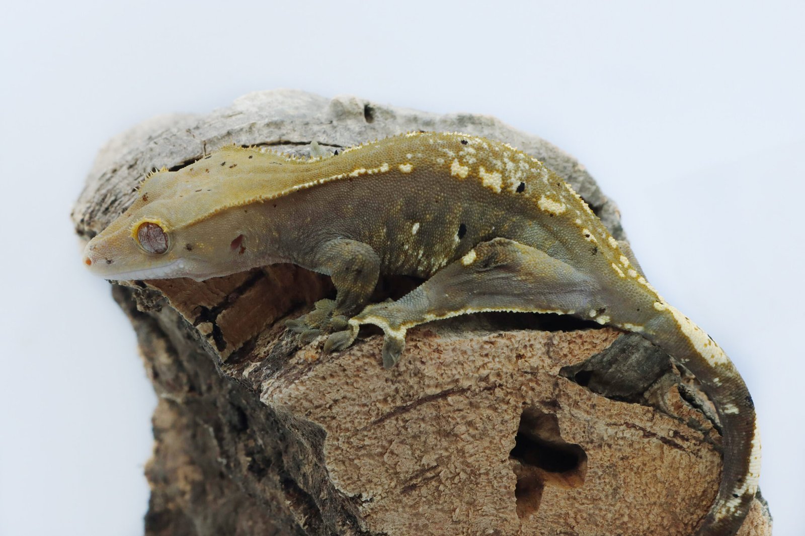 Gecko Crestado - Image 3