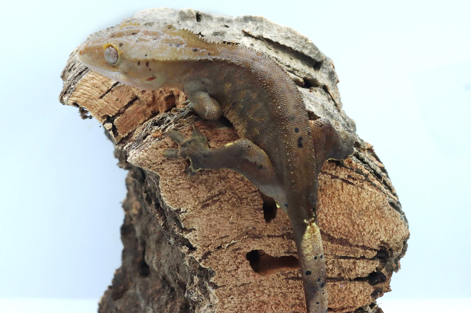 Gecko Crestado - Image 4