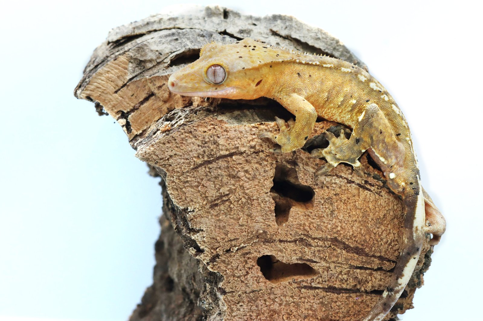 Gecko Crestado - Image 5