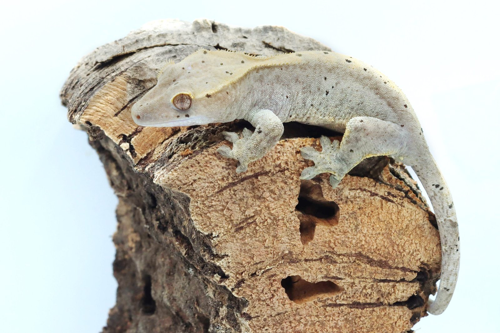 Gecko Crestado - Image 6