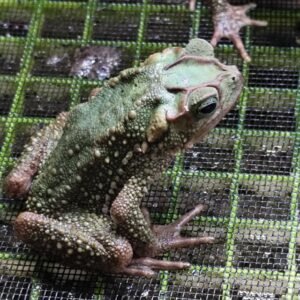 Sapo Verde Trepador (bebes)
